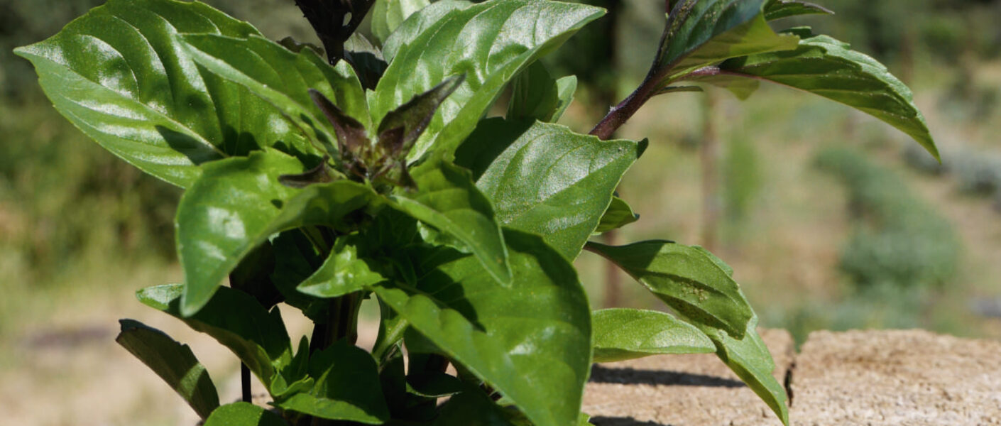 Catalogue 2025 - Amarel - Paysanne artisane et engagée