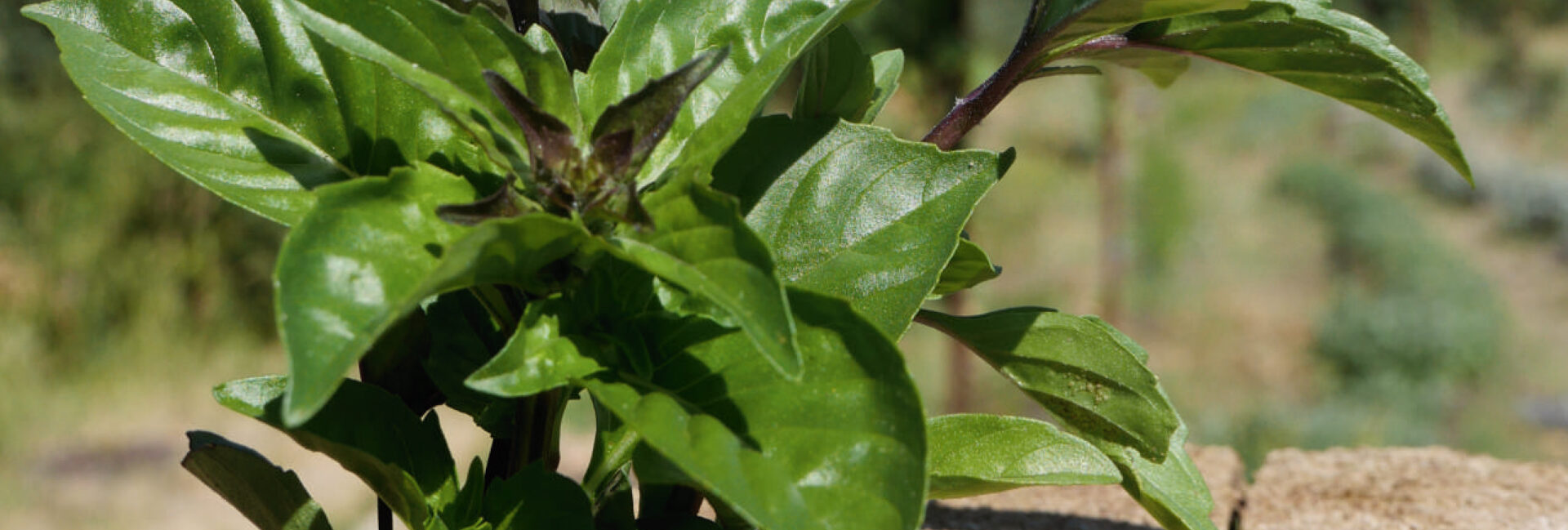 Catalogue 2025 - Amarel - Paysanne artisane et engagée