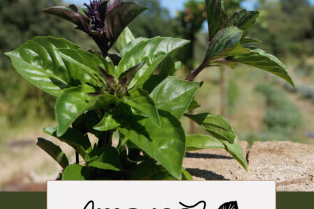 Catalogue 2025 - Amarel - Paysanne artisane et engagée